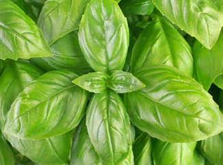 Sowing Basil from Seeds