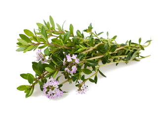 Sowing Savory from Seeds