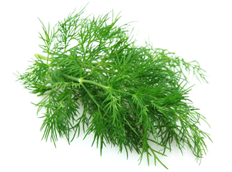 Aussaat von Dill 