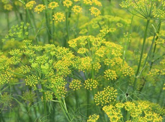 Aussaat und Pflege von Fenchel
