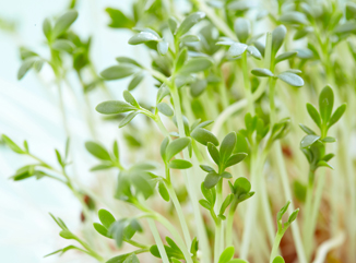 Aussaat und Pflege von Gartenkresse