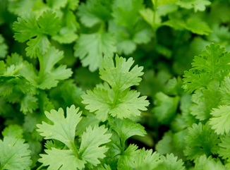 Coriander sowing and care Guide