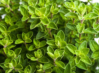 Aussaat von Oregano aus Samen