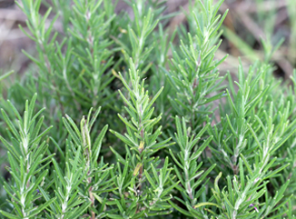Sowing Rosemary from Seeds and Care