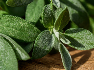 Sowing and Caring for sage